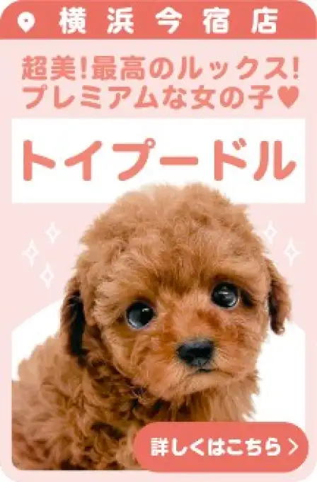 今宿店おすすめベイビートイプードル