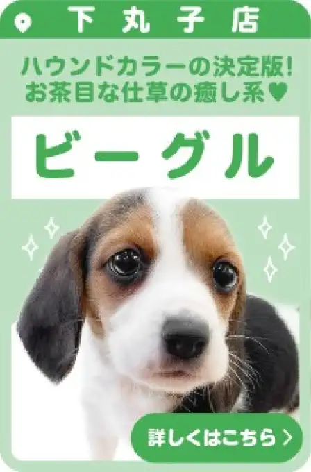 下丸子店おすすめベイビービーグル