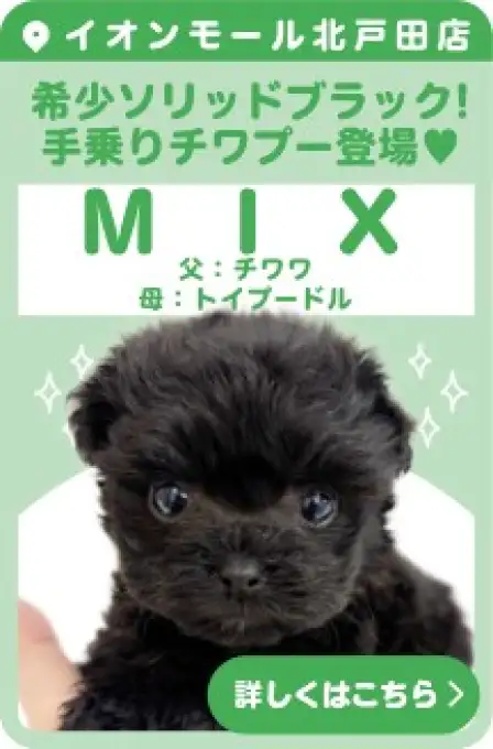 北戸田店おすすめベイビーMIX