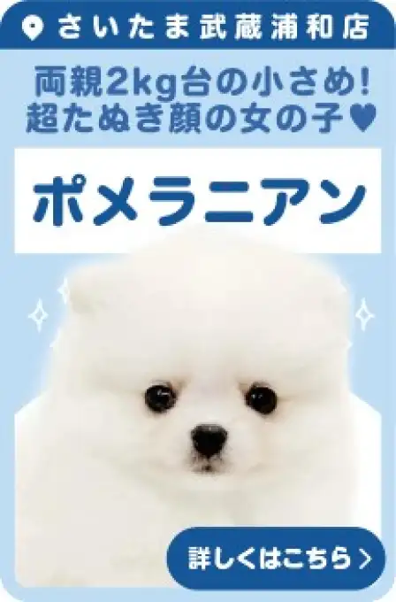 武蔵浦和店おすすめベイビーポメラニアン