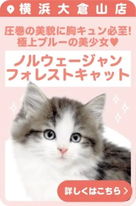 大倉山店おすすめベイビーノルウェージャン