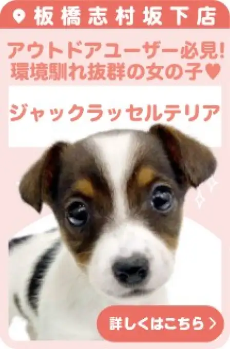 志村坂下店おすすめベイビージャックラッセルテリア