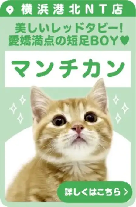 港北NT店おすすめベイビーマンチカン