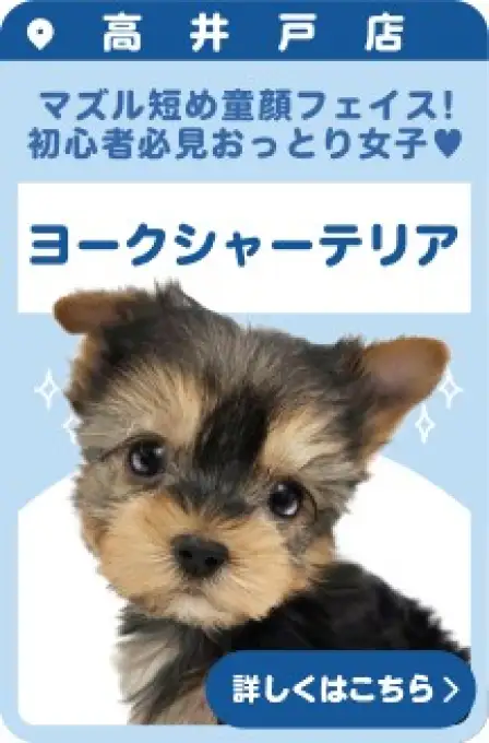 高井戸店おすすめベイビーヨークシャーテリア