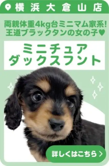 大倉山店おすすめベイビーダックス