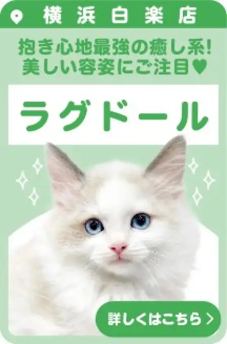 白楽店おすすめベイビーラグドール