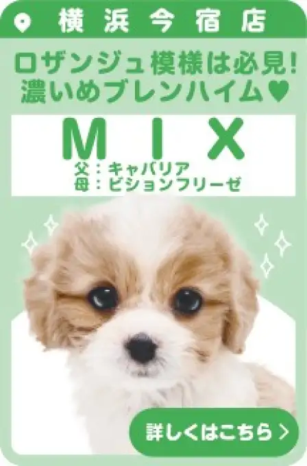 今宿店おすすめベイビーMIX