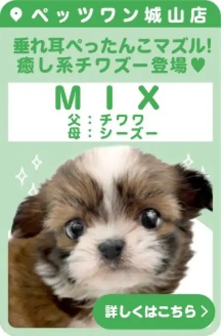 城山店おすすめベイビーMIX