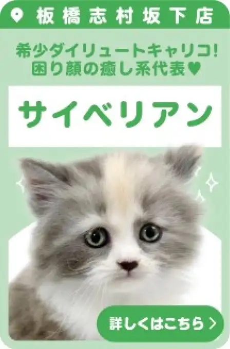 志村坂下店おすすめベイビーサイベリアン
