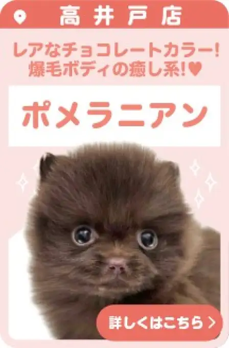 高井戸店おすすめベイビーポメラニアン