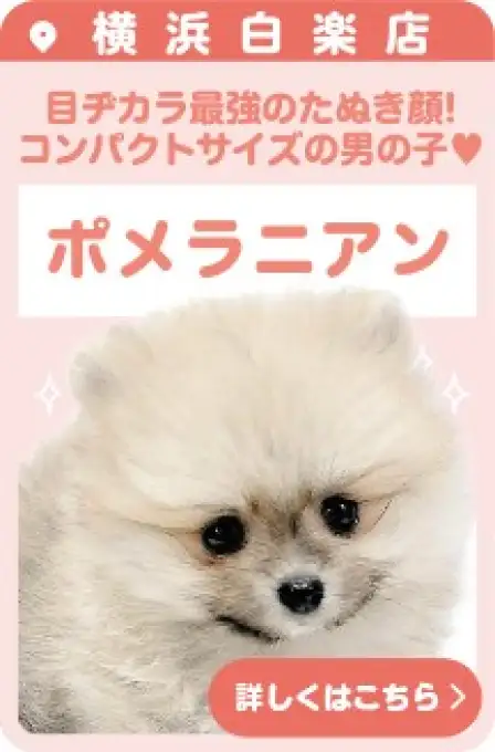 白楽店おすすめベイビーポメラニアン