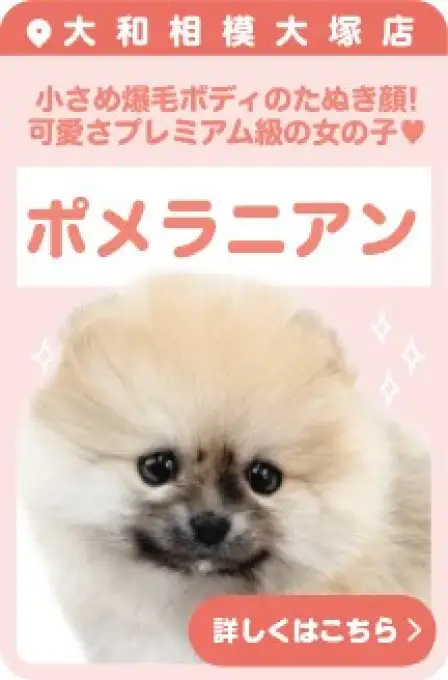 相模大塚店おすすめベイビーポメラニアン