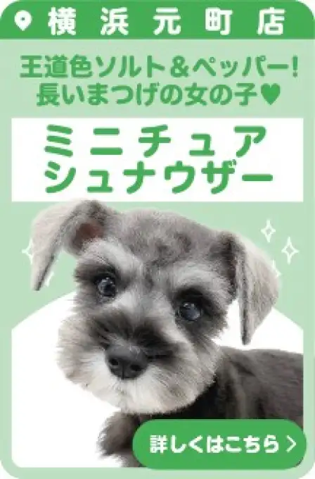 元町店おすすめベイビーミニチュアシュナウザー