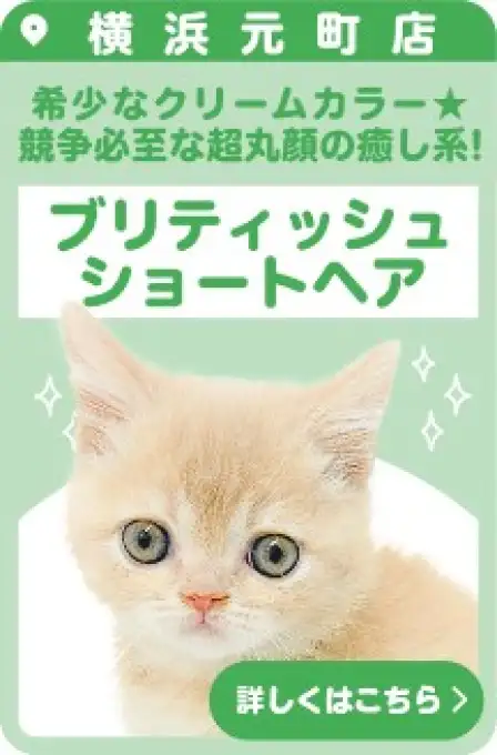 元町店おすすめベイビーブリティッシュショートヘア