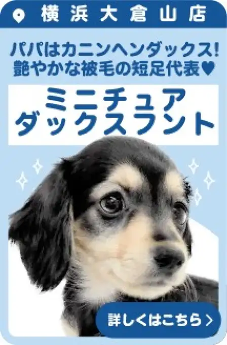 大倉山店おすすめベイビーミニチュアダックスフント