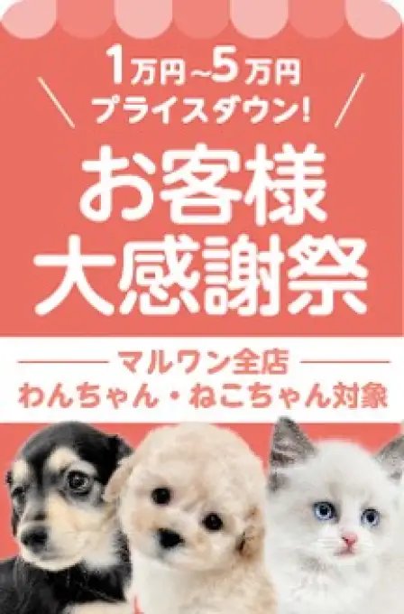 新春大感謝祭