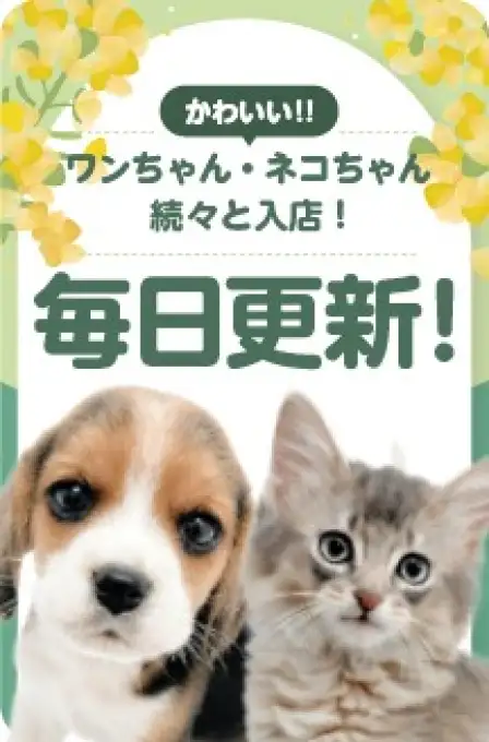 毎日更新スライド