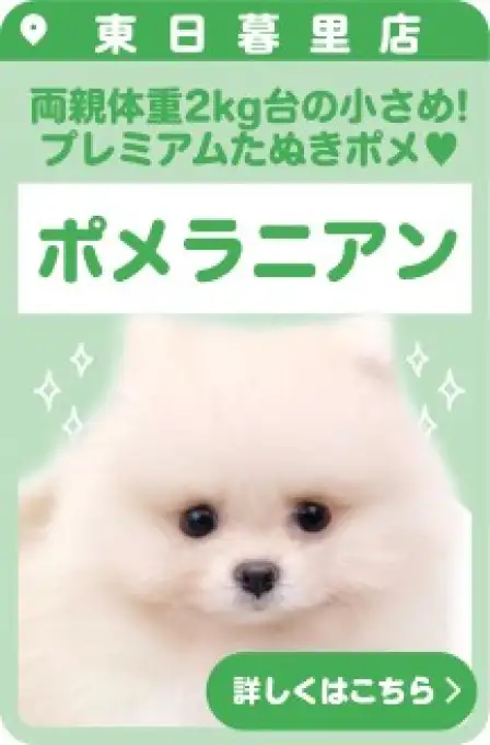 東日暮里店おすすめベイビーポメラニアン