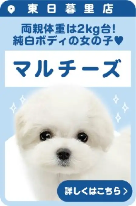 東日暮里店おすすめベイビーマルチーズ