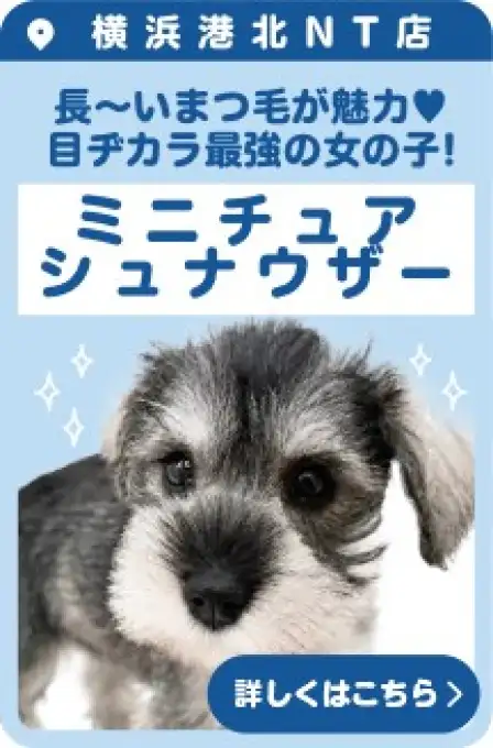 港北NT店おすすめベイビーミニチュアシュナウザー