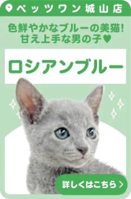 城山店おすすめベイビーロシアンブルー