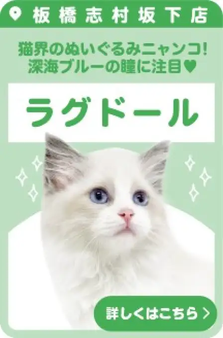 志村坂下店おすすめベイビーラグドール