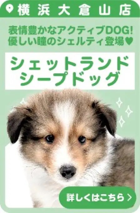 大倉山店おすすめベイビーシェルティ