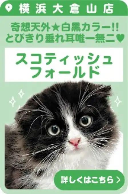 大倉山店おすすめベイビースコティッシュフォールド