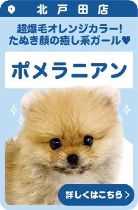 北戸田店おすすめベイビーポメラニアン