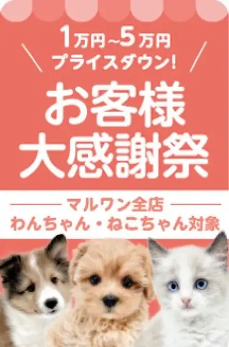 新春大感謝祭