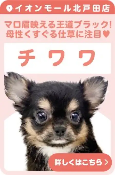 北戸田店おすすめベイビーチワワ