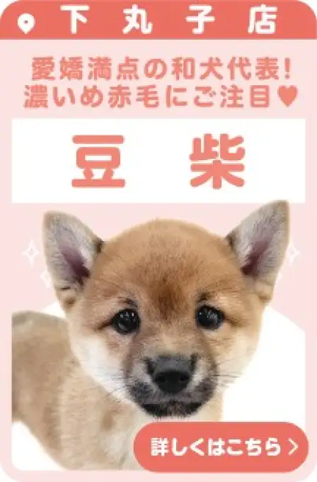 下丸子店おすすめベイビー豆柴