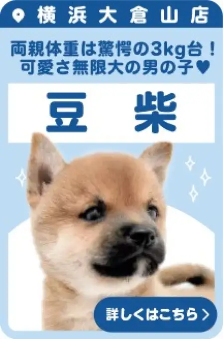 大倉山店おすすめベイビー豆柴