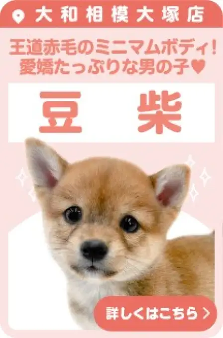 相模大塚店おすすめベイビー豆柴