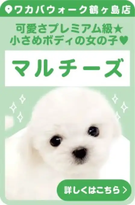 鶴ヶ島店オススメマルチーズ