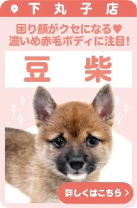 下丸子店おすすめベイビー豆柴