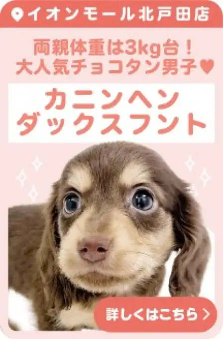 北戸田店おすすめベイビーカニンヘンダックスフント
