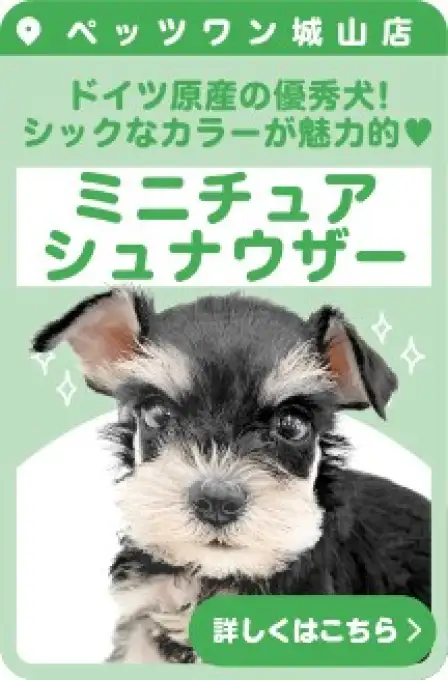 城山店おすすめベイビーミニチュアシュナウザー