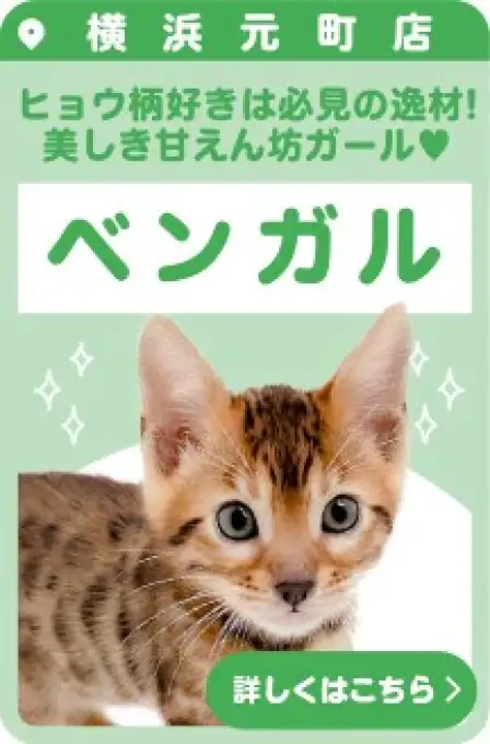 元町店おすすめベイビーベンガル