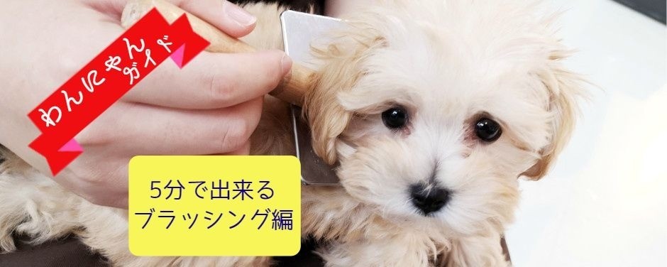 武蔵浦和店-わんにゃんガイドブラッシング編