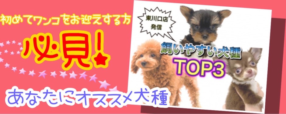 東川口店スライド-犬種ランキング