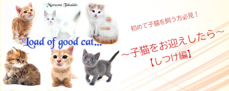 高井戸店‐子猫しつけblog
