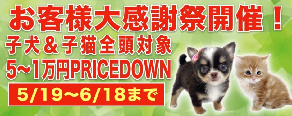 お客様大感謝祭