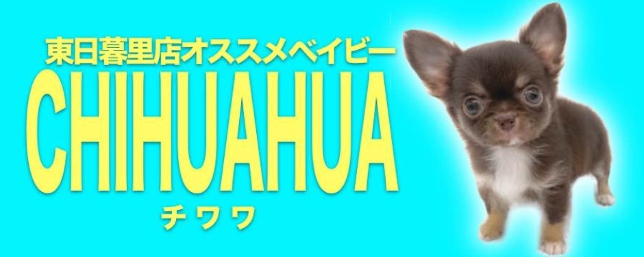 東日暮里店おすすめベイビーチワワ