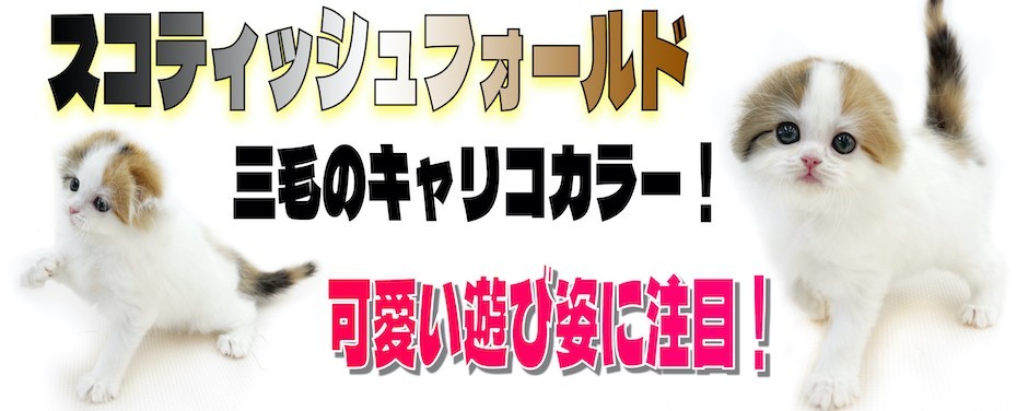 下丸子店‐スコティッシュ