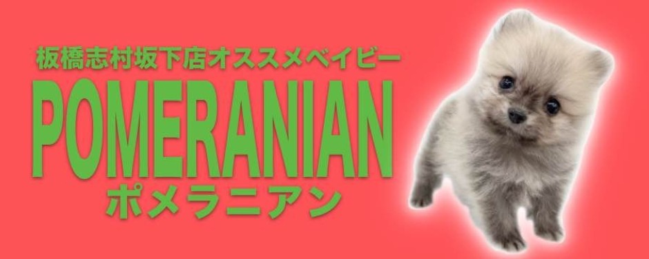 志村坂下店おすすめベイビーポメラニアン