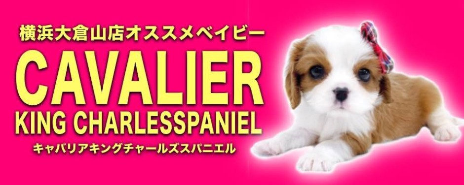 大倉山店おすすめベイビーキャバリア