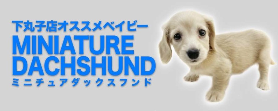 下丸子店おすすめベイビーMダックス