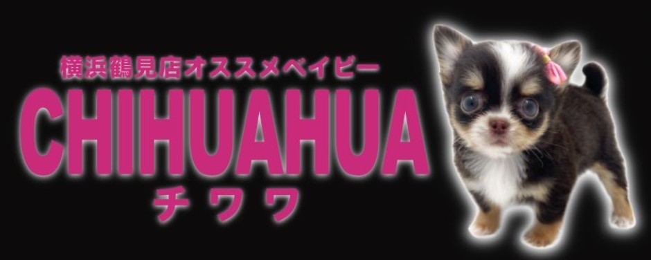 鶴見店おすすめベイビーチワワ
