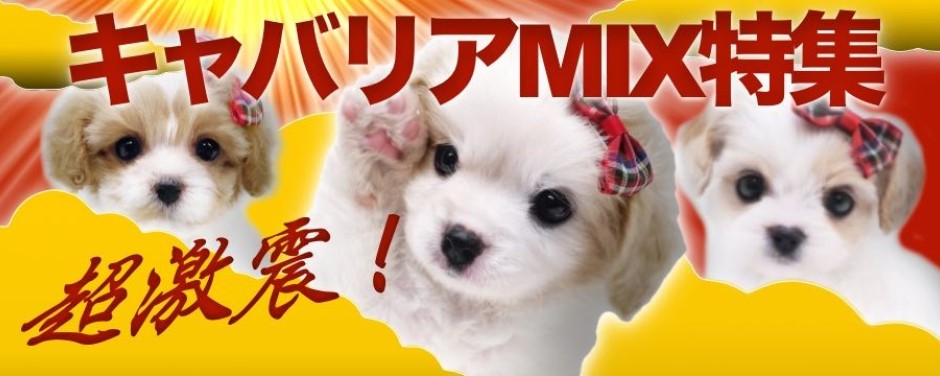 大倉山店ーキャバリアMIXの